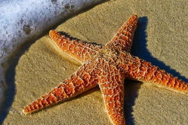 Massage Lomi-Lomi à Montpellier : bienfaits et tradition hawaïenne